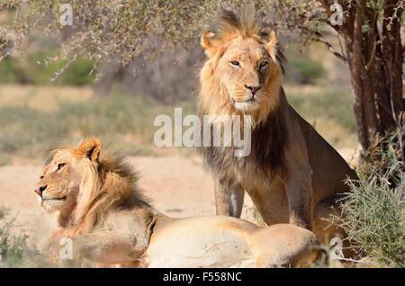 Due leoni (Panthera leo), maschi, riposo, Kgalagadi Parco transfrontaliero, Northern Cape, Sud Africa e Africa Foto Stock