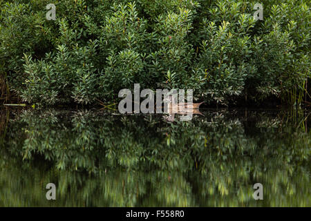 Immaturo maschi di anatra di legno sulle forche ad est del fiume Chippewa Foto Stock