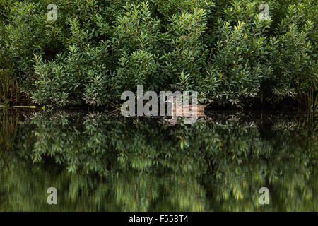 Immaturo maschi di anatra di legno sulle forche ad est del fiume Chippewa Foto Stock