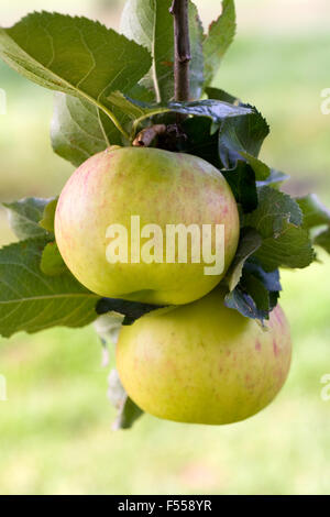 Malus domestica " Bramley's Seedling". Le mele che crescono in un frutteto in inglese. Foto Stock