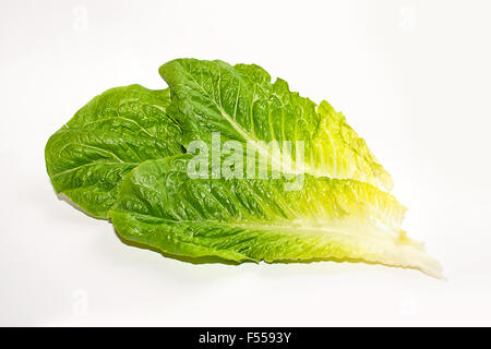 Foglie di fresca di lattuga romana su sfondo bianco. Foto Stock