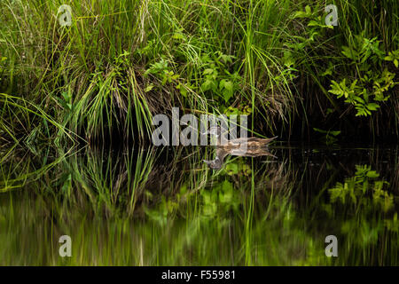 Immaturo maschi di anatra di legno sulle forche ad est del fiume Chippewa Foto Stock