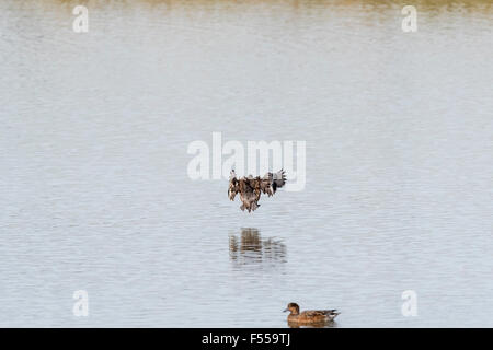 Un Wigeon attorno alla terra sull'acqua con le ali in tipico "stropicciata stile". Foto Stock