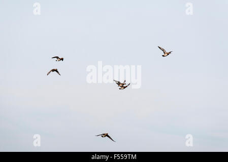 Piccolo gregge di sei Wigeon battenti Foto Stock