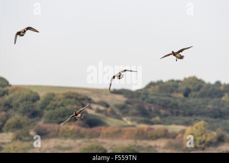 Piccolo gregge di quattro Wigeon battenti Foto Stock