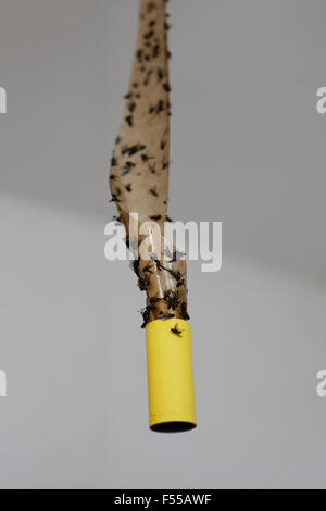 Close-up di mosche morte attaccate su flypaper contro uno sfondo grigio Foto Stock