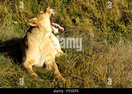 Leonessa ringhiando al sole del mattino, giacente in erba Foto Stock