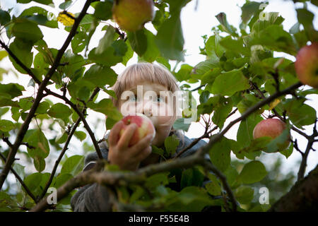 Basso angolo vista della ragazza con Apple su albero Foto Stock