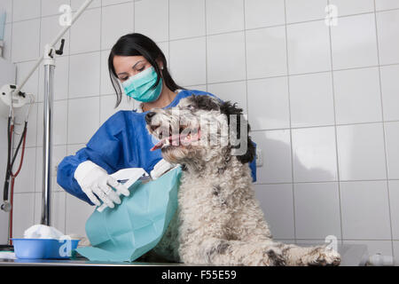 Veterinario femmina esaminando cane sulla tabella in clinica Foto Stock