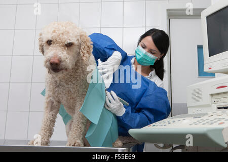 Veterinario femmina esaminando cane sulla tabella in ospedale Foto Stock