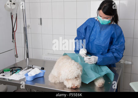 Veterinario femmina esaminando cane sulla tabella in ospedale Foto Stock