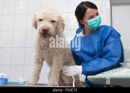 Veterinario facendo una scansione ad ultrasuoni su cane in clinica Foto Stock