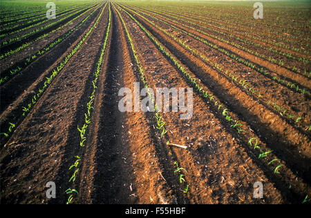 Giovani piantine di mais in un campo. Fotografato in Israele Foto Stock