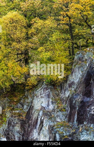 Abbandonate Cave di Ardesia preso in consegna dalla vegetazione ed alberi Foto Stock