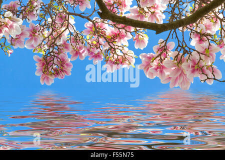 Il ramo di un albero di magnolia su acqua blu Foto Stock