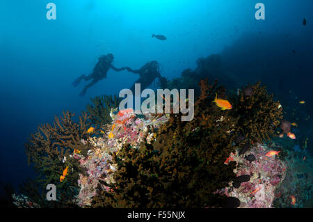 Sett. 27, 2015 - Oceano Indiano, Maldive - Coppia giovane guardando al Coral Divers, Oceano Indiano, Maldive (credito Immagine: © Andrey Nekrasov/ZUMA filo/ZUMAPRESS.com) Foto Stock