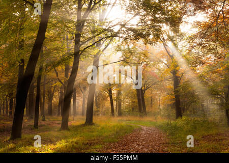 La luce del sole attraverso gli alberi in una foresta in autunno Foto Stock