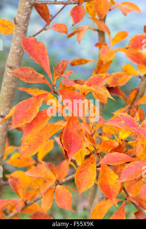 Rosso e arancio fogliame di autunno di Photinia villosa, una piccola, Hardy albero a foglie decidue Foto Stock