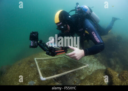 Scuba Diver Istituto Scient utilizzando photo quadrat per stimare la copertura di corallo e la raccolta dei dati con una fotocamera digitale. Il Brasile Foto Stock