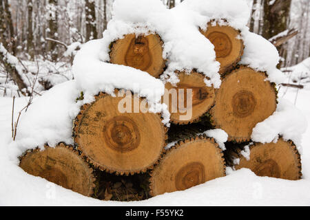 Palo di legno ricoperta di neve Foto Stock