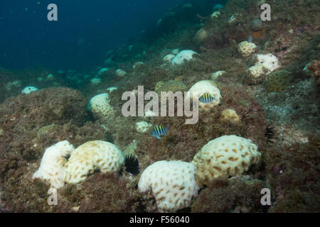 Imbianchiti coral genere Mussismila Alcatrazes subacquei isole, Riva del stato di São Paulo, Brasile. A causa di acqua calda Foto Stock