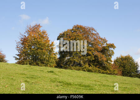 Alberi autunnali nella campagna inglese. Foto Stock