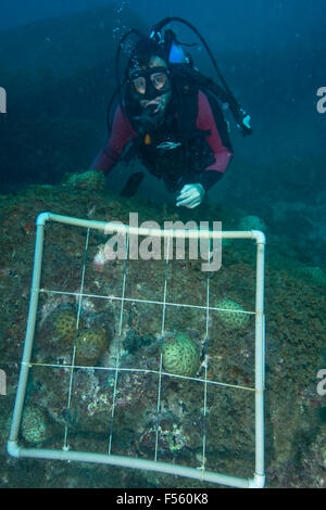 Scuba Diver Istituto Scient utilizzando photo quadrat per stimare la copertura di corallo e la raccolta dei dati con una fotocamera digitale. Il Brasile Foto Stock