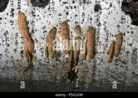 Graffi lasciato in Aspen Tree log da un orso, Grand Teton National Park, Wyoming Foto Stock