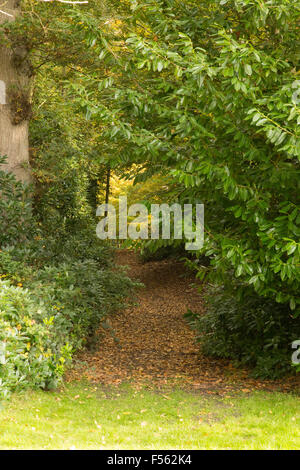 Bosco a piedi attraverso su un tappeto di foglie con un arco di sempre verdi alberi. Foto Stock