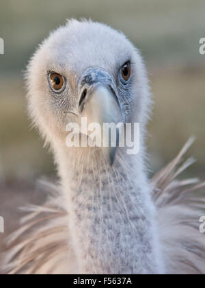 Gaensegeier, Gyps fulvus, Buitre Leonado, Gänsegeier, grifone, eurasian griffon Foto Stock