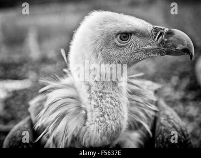 Gaensegeier, Gyps fulvus, Buitre Leonado, Gänsegeier, grifone, eurasian griffon Foto Stock