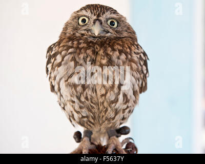 Europaeischer Steinkauz, Athene noctua, Civetta Foto Stock