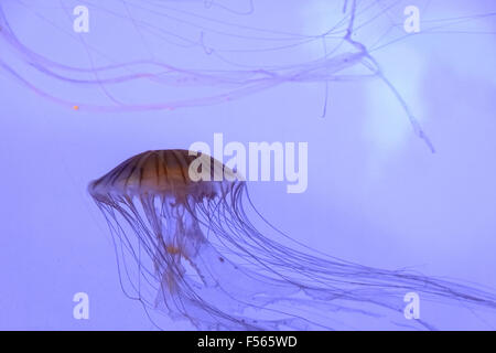 Meduse nuotare nell'oceano Foto Stock