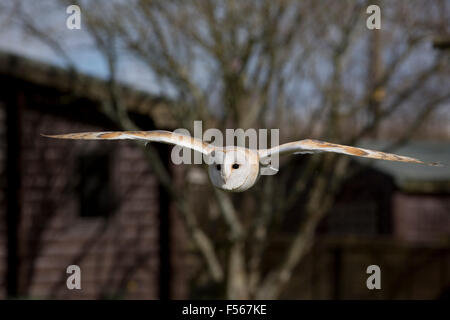 Barbagianni; Tyto alba singolo in volo; Cornovaglia; Regno Unito Foto Stock