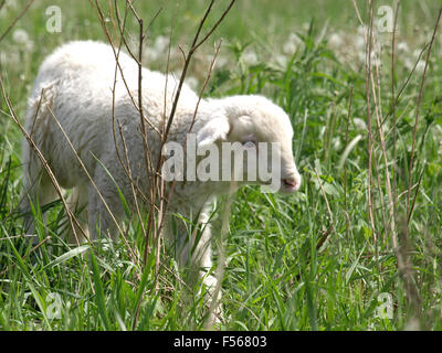 Solo un piccolo agnello in Prato Foto Stock