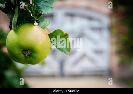 Close up di un Apple con un grande fuori fuoco cancello di legno nel muro di cinta a Grappenhall Heys walled gardens, Cheshire, Regno Unito Foto Stock