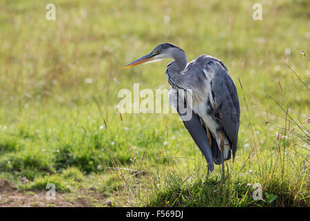 Airone cenerino; Ardea cinerea singolo ; immaturi Cornwall, Regno Unito Foto Stock