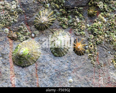 Patelle e cirripedi su una roccia Foto Stock