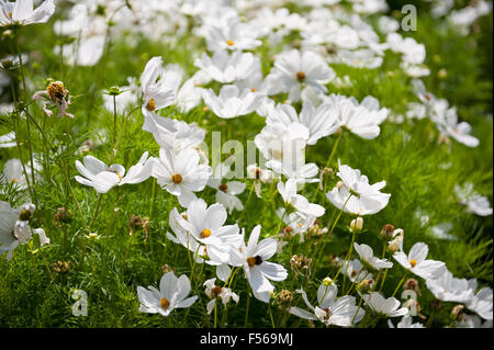 White Cosmos Bipinnatus che fiorisce in luglio, impianto chiamato Giardino Cosmo o messicano Aster, bianco Cosmea ornamentali piante da giardino ... Foto Stock