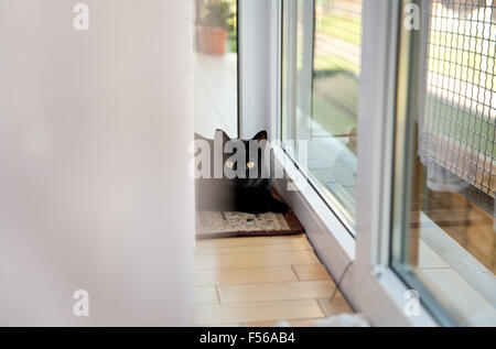 Gatto nero che giace vicino all'interno della finestra camera, nascondersi dietro la tenda bianca schiusi per la fotocamera, domestico animale domestico rilassante sulla f Foto Stock