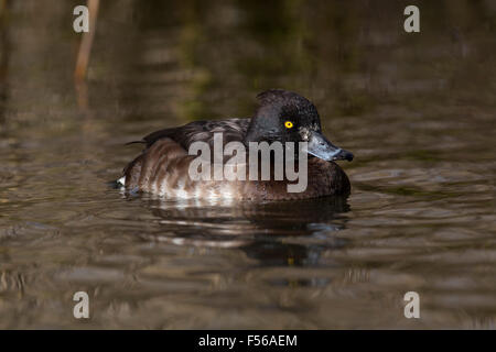 Moretta; Aythya fuligula femmina singolo; Cornovaglia; Regno Unito Foto Stock