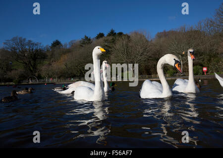 Whooper Swan; Cygnus cygnus singolo su Helston in barca sul lago con cigni Cornwall, Regno Unito Foto Stock