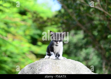 Adorabili gattini sul primo viaggio di esplorazione nel parco! Foto Stock