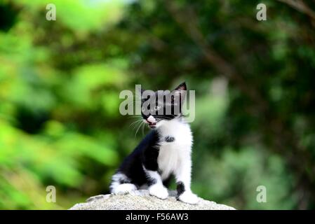 Adorabili gattini sul primo viaggio di esplorazione nel parco! Foto Stock