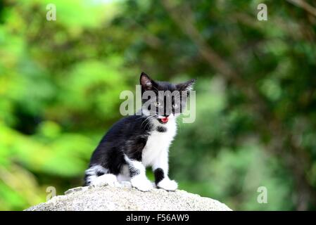 Adorabili gattini sul primo viaggio di esplorazione nel parco! Foto Stock