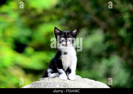 Adorabili gattini sul primo viaggio di esplorazione nel parco! Foto Stock