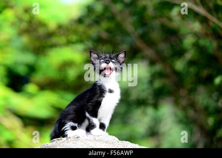 Adorabili gattini sul primo viaggio di esplorazione nel parco! Foto Stock