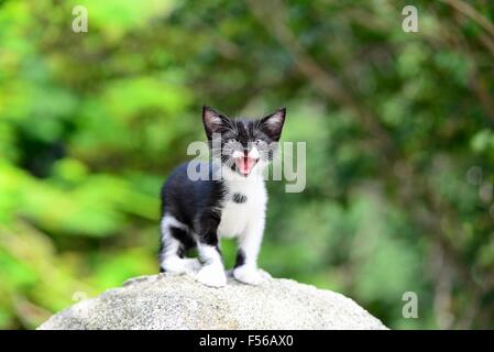 Adorabili gattini sul primo viaggio di esplorazione nel parco! Foto Stock