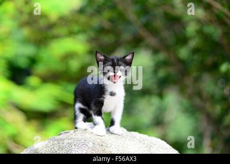 Adorabili gattini sul primo viaggio di esplorazione nel parco! Foto Stock