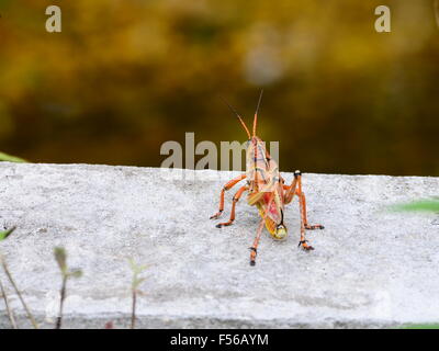Grande Orange Grasshopper Foto Stock